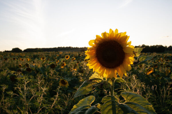 Sunflower