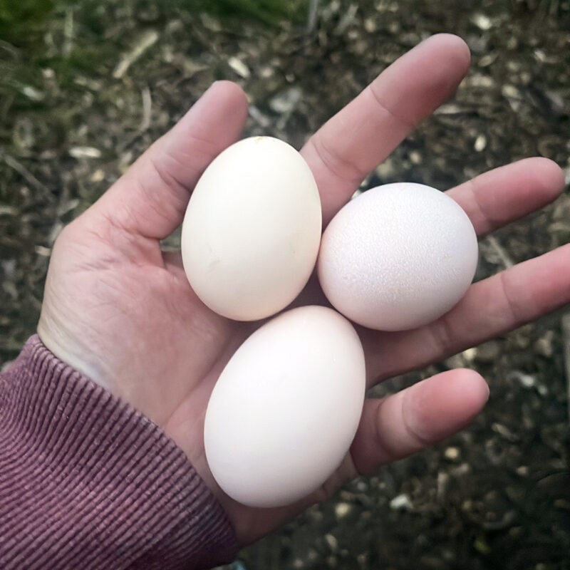 Eggs from Chickens