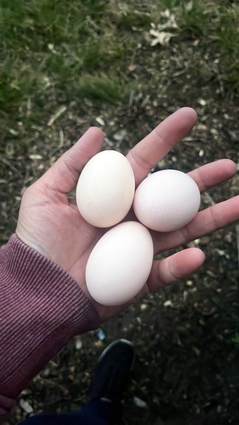 Cluck Cluck Egg